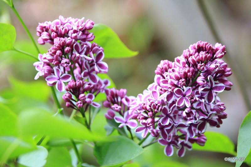 Lilac Blossom