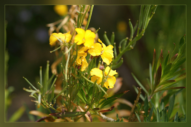 gele muurbloem