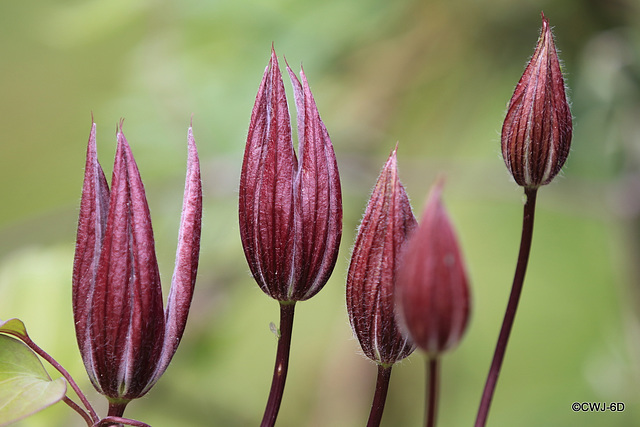 Clematis flower buds
