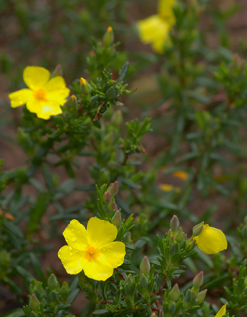 Rock Roses.