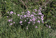 Cardamine des prés