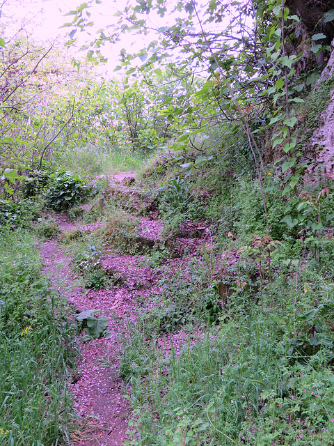 Des pétales de fleurs sur le chemin.