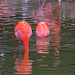 Parc aux oiseaux - Villars les Dombes - Ain