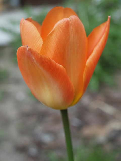 Tulpe Orange