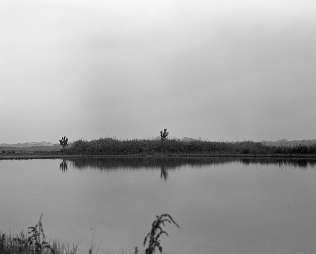 Paddy field under the cloudy sky