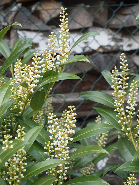 Blüten am Kirschlorbeer