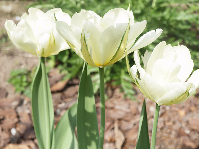 Tulpen in weiß