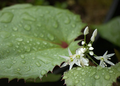 The Wild Garlic Flowers are Coming!