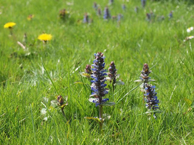 Wiesenblumen