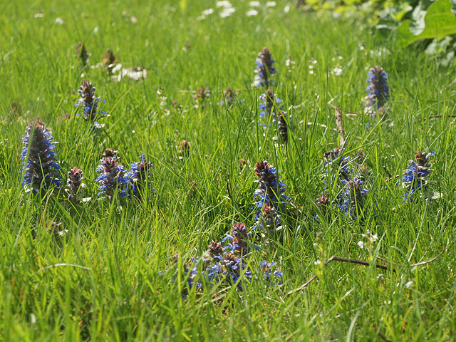 Wiesenblumen