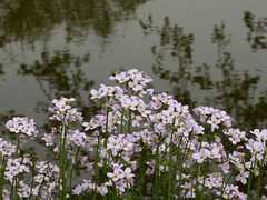 Wiesenschaumkraut