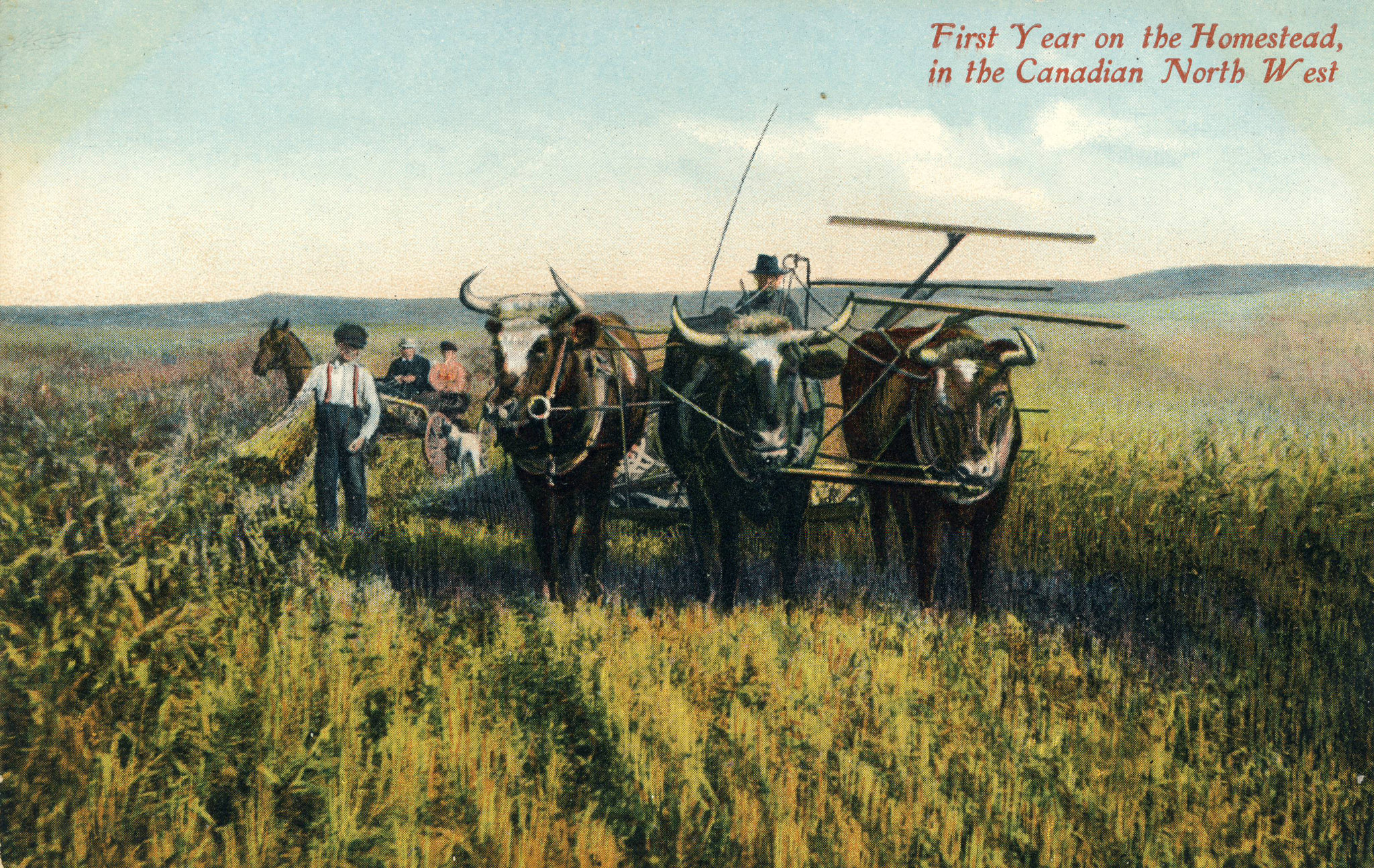 First Year on the Homestead in the Canadian North West