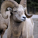 Bighorn Ram 01 20140410