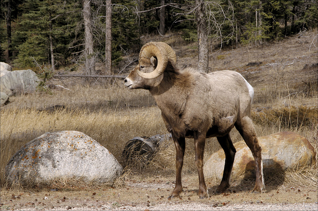 Bighorn Ram 00 20140410