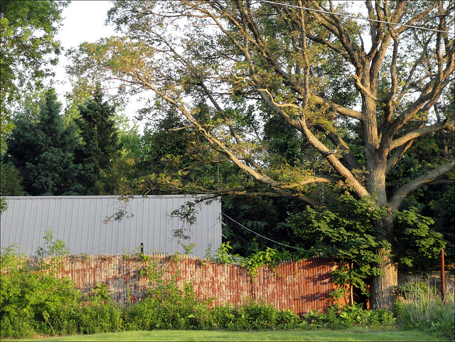 Fence @ Dewitt Golf