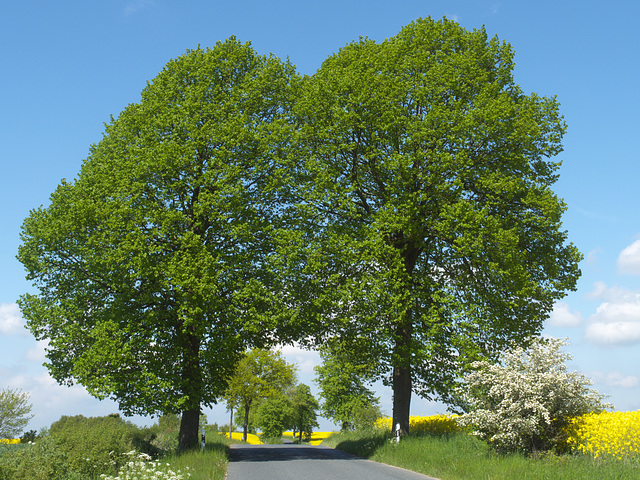 im Mai auf der Landstraße