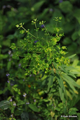 20111003-8281 Euphorbia rothiana Spreng.