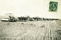 Harvesting in Saskatchewan
