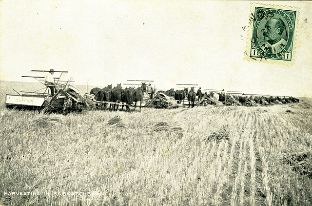 Harvesting in Saskatchewan