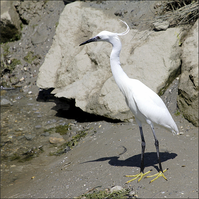 La pêche à pied.....