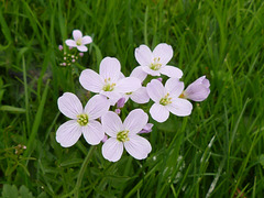 Wiesenschaumkraut