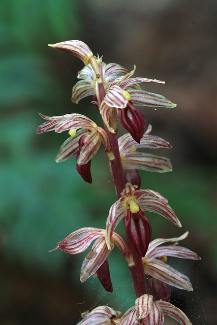 Corallorhiza striata var. striata