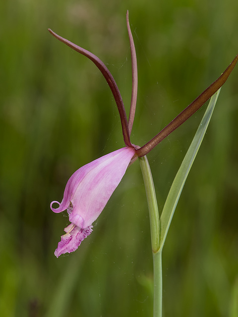 Cleistesiopsis divaricata (Large Rosebud orchid)