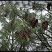 Pinus wallischiana-pin d'Himalaya