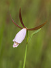 Cleistesiopsis divaricata (Large Rosebud orchid)
