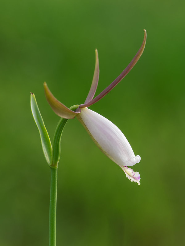 Cleistesiopsis divaricata (Large Rosebud orchid)