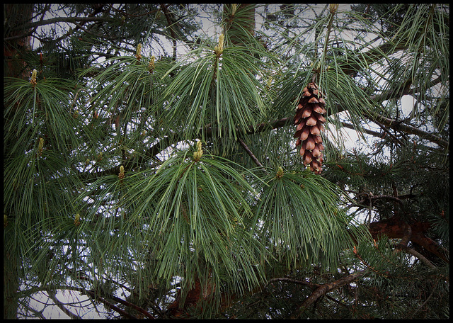 Pinus wallichiana