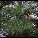 Pinus wallichiana