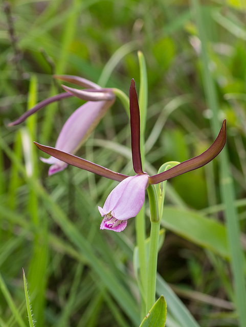 Cleistesiopsis divaricata (Large Rosebud orchid)