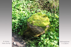 A mossy stump - Bishopstone - East Sussex - 11.4.2014