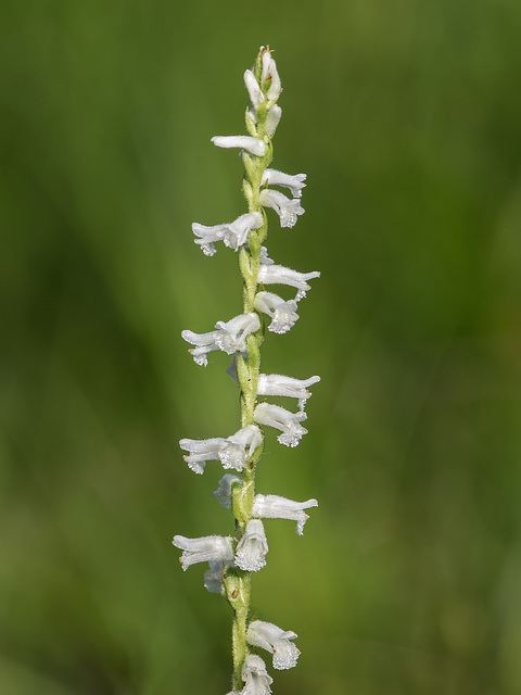 Spiranthes praecox (Grass-leaved Ladies'-tresses orchid, Greenvein Lady's-tresses orchid)