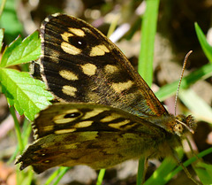 Speckled Wood, Pararge aegeria