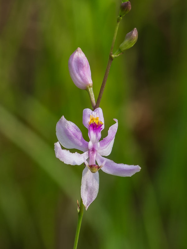 Calopogon pallidus (Pale Grass-pink orchid)