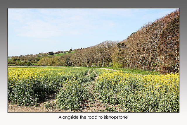 Alongside the road to Bishopstone  - East Sussex - 11.4.2014