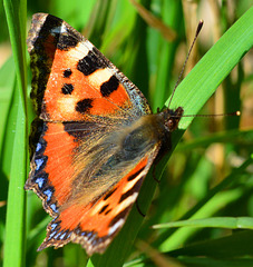 Small Tortoiseshell, Aglais urticae