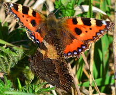 Small Tortoiseshell, Aglais urticae