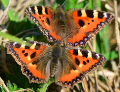 Small Tortoiseshell, Aglais urticae