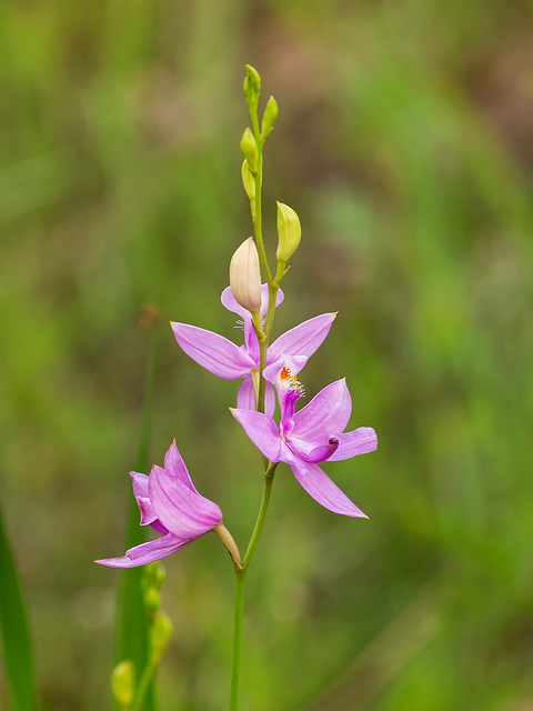 Calopogon tuberosus (Common Grass-pink orchid)