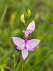 Calopogon tuberosus (Common Grass-pink orchid)