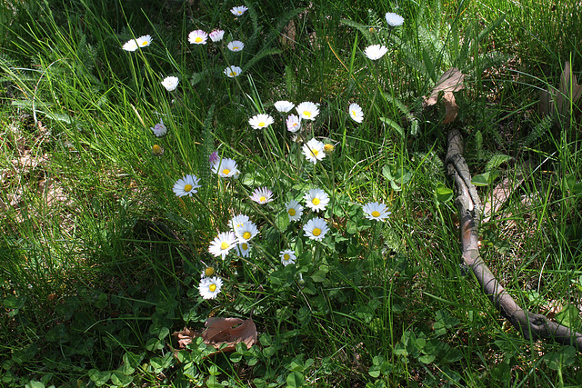 Bellis perennis - Pâquerette