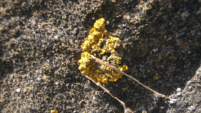 A sort of fungus on the rock