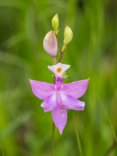 Calopogon tuberosus (Common Grass-pink orchid)