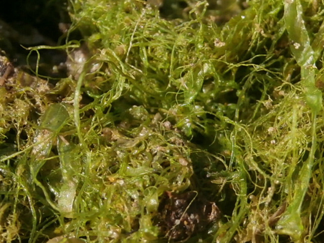 Seaweed on the rocks