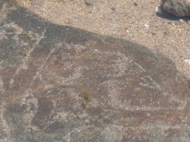 Just love the pattern the sand has made on the seaweed