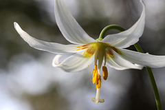 Oregon Fawn Lily