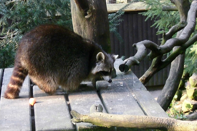 Tierpark Lüneburg